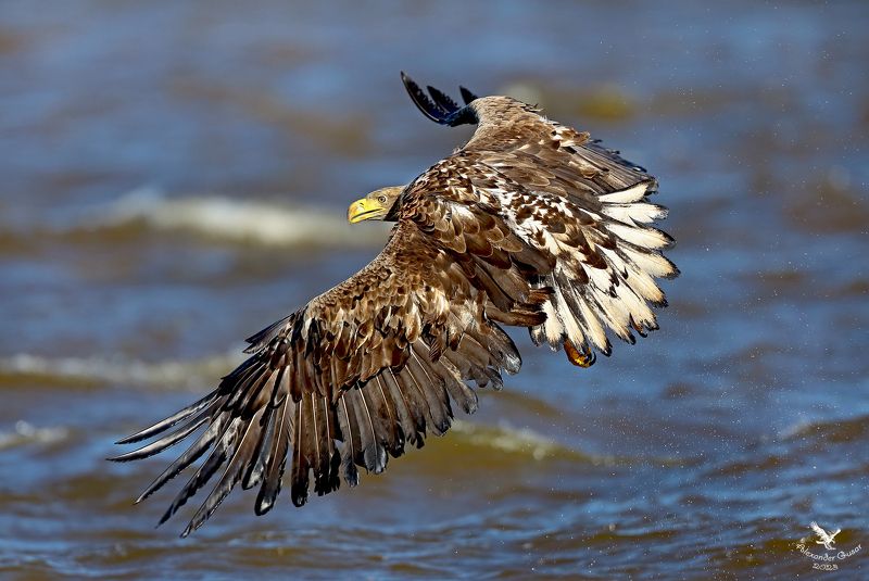 орлан белохвост. Расправив крылья. фото превью