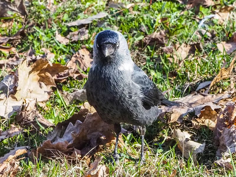 — Где разрешение на съемку?)) фото превью