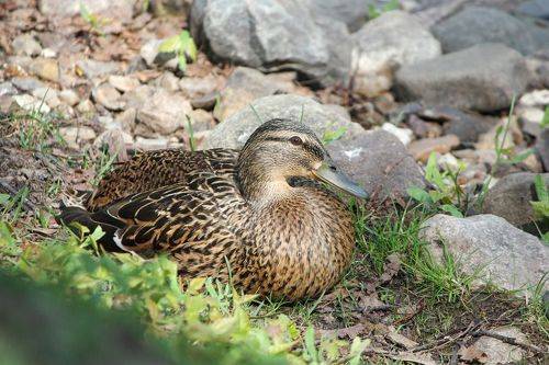 Кряквы (Anas platyrhynchos).