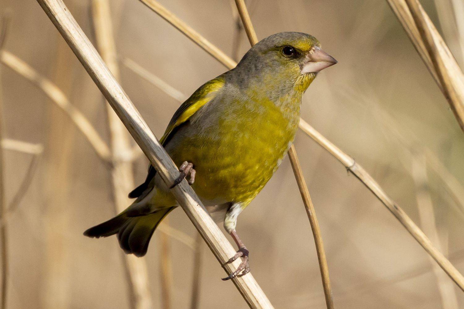 , Щепанов Дмитрий