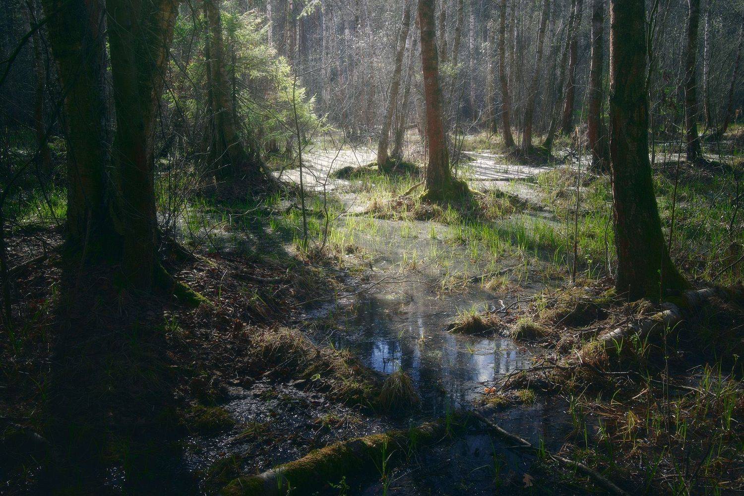 лес, весна, деревья, пейзаж, Валерий Вождаев