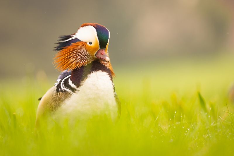 Mandarin duck фото превью