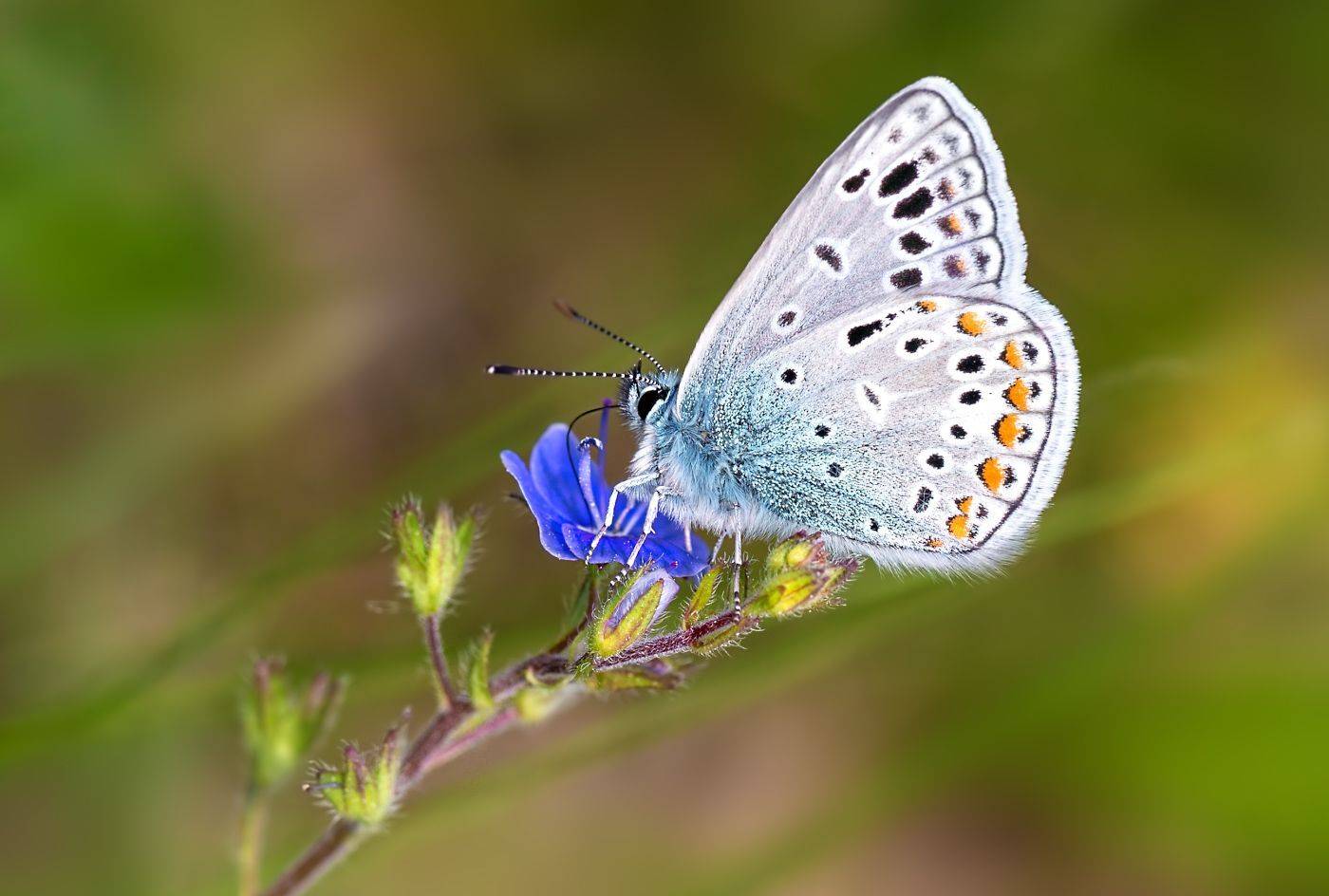 насекомые, бабочка, голубянка, икар, лето, Борис Новиков