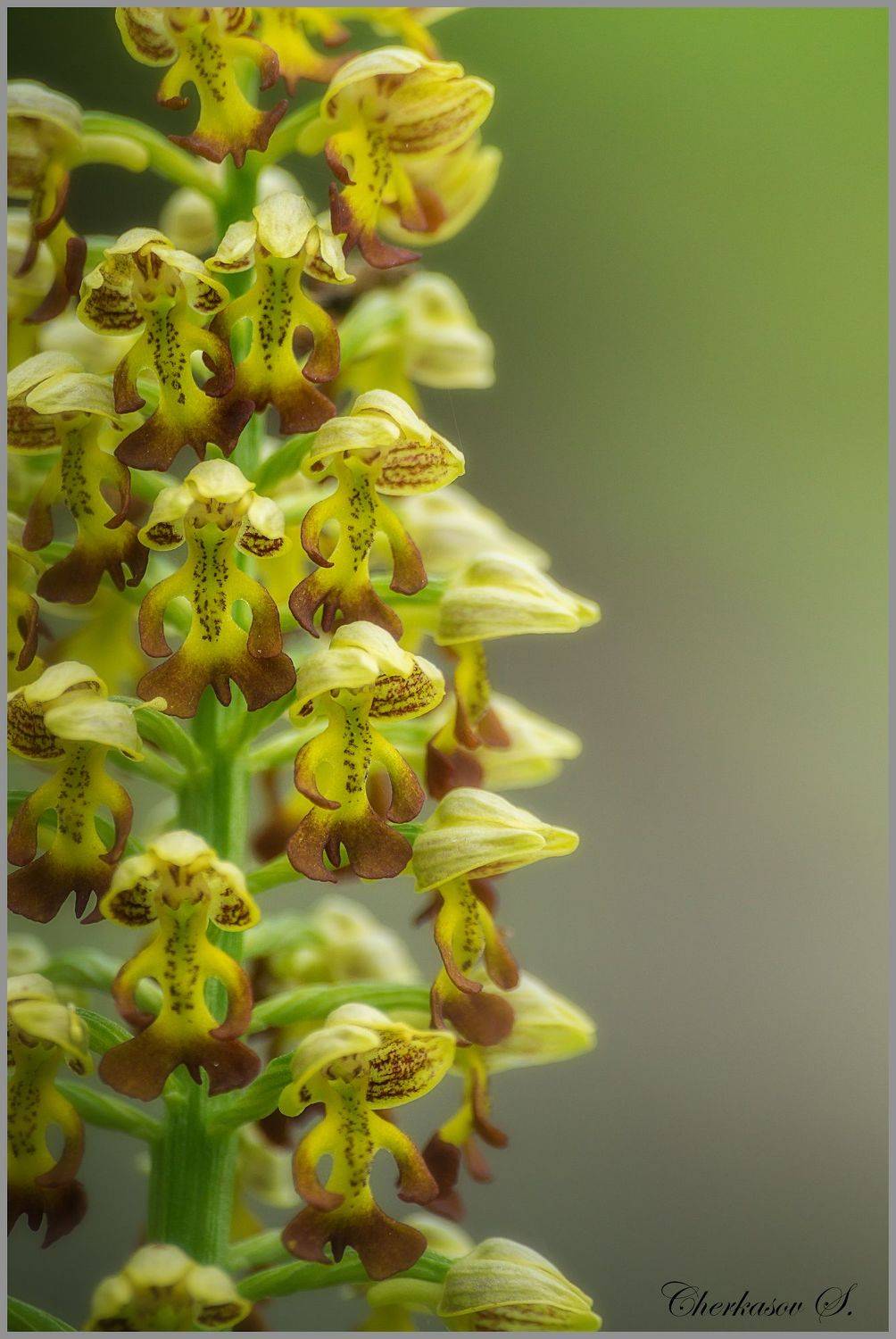 крым, орхидеи крыма, дикие орхидеи,, Черкасов Сергей