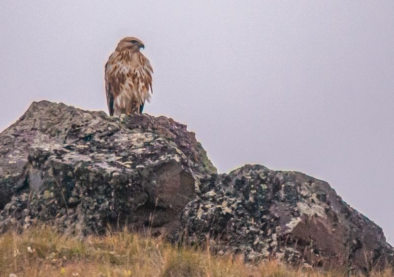 северное приэльбрусье. птицы, зимняк Зимняк фото превью