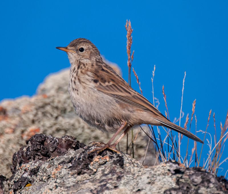 северное приэльбрусье. птицы, горный конек Горные коньки фото превью