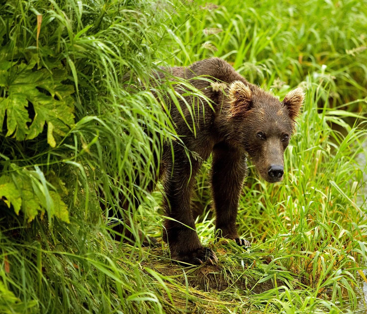 медведь, камчатка, курильское озеро, bear, kamchatka, kurilskoe lake, Алексей Романов