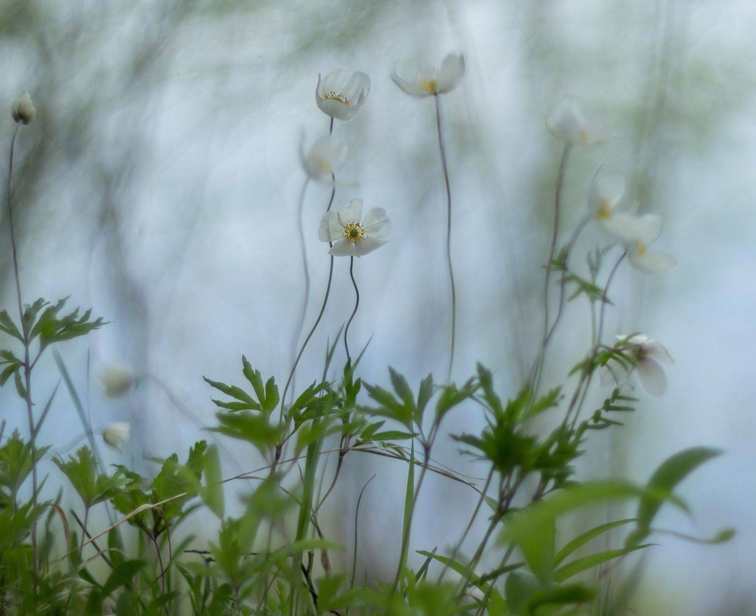 ветреницы лесные, Koledova Irina