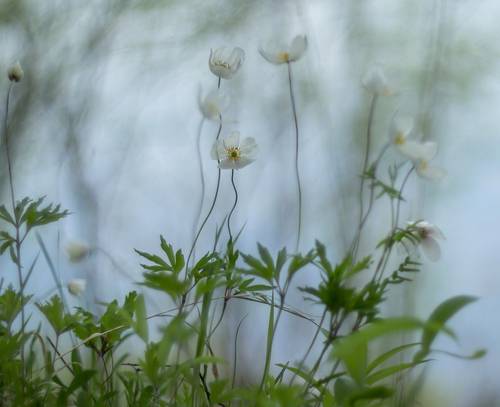 Танцующие Эвридики