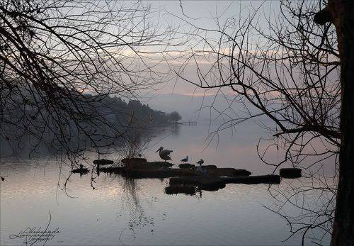 Гуси-лебеди, утки-чайки, бакланы-пеликаны...