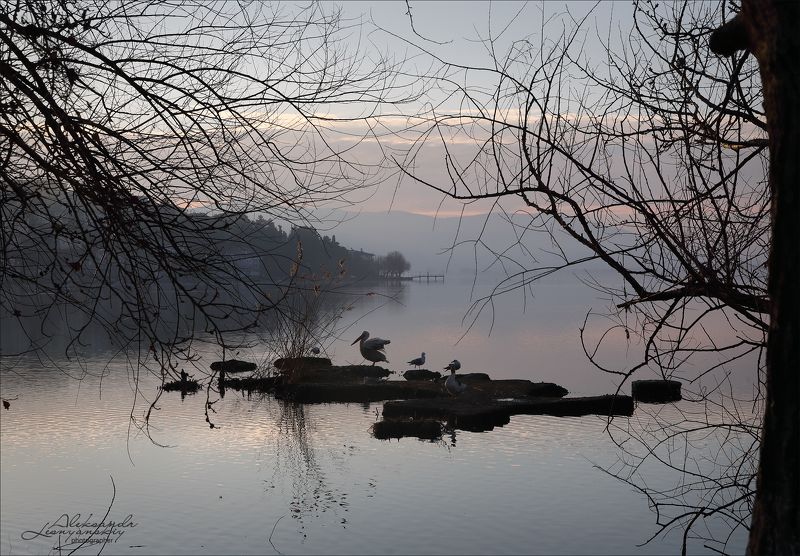 Греция, Кастория Гуси-лебеди, утки-чайки, бакланы-пеликаны... фото превью