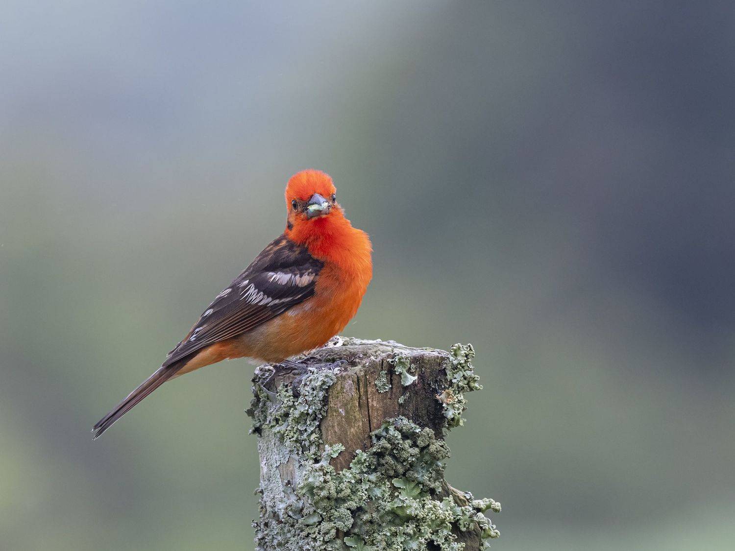 , Burgalin Sequeira Fernando