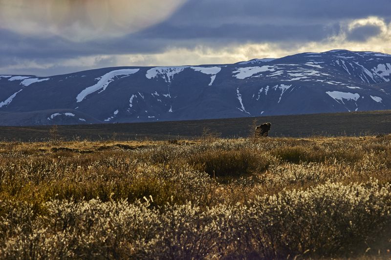 Як на горном плато фото превью