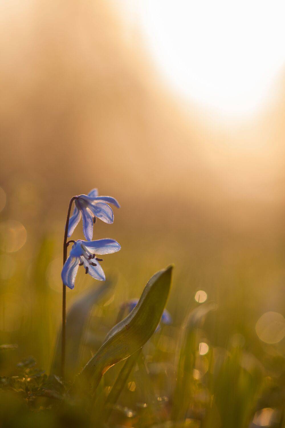 , Викулов Николай