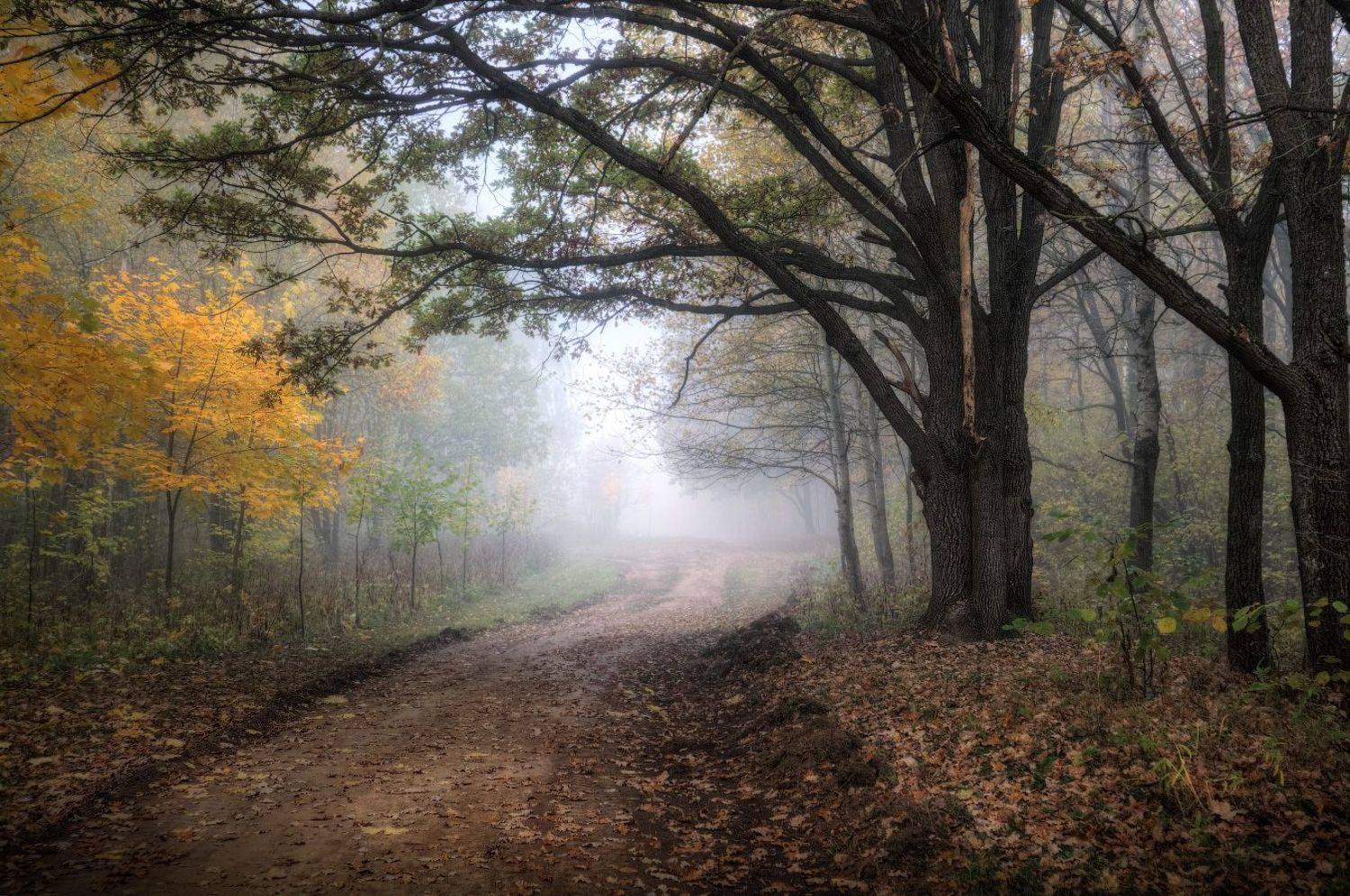утро, туман, осень,, Сергей Шабуневич