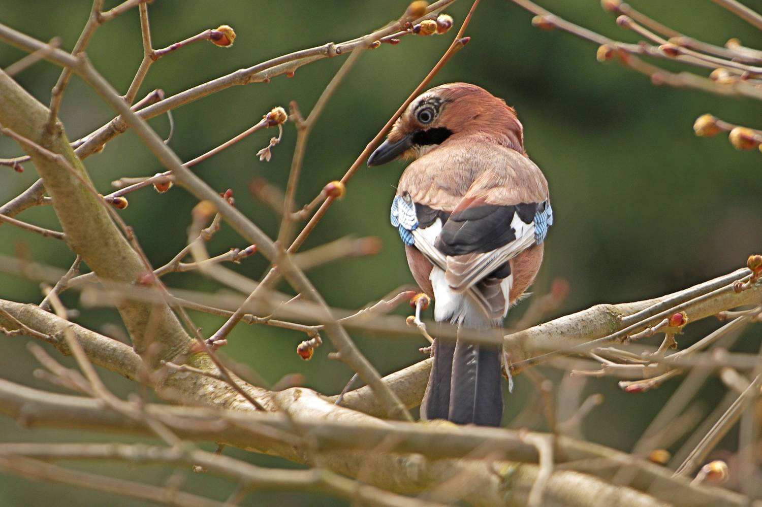 , Славов Георги