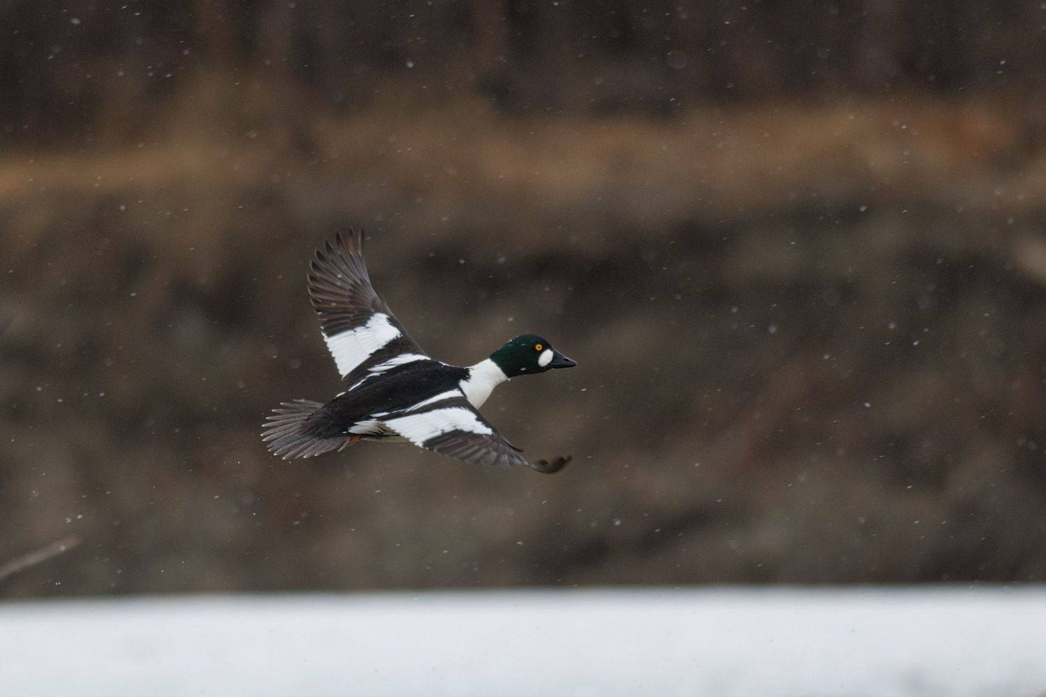 , Большаков Алексей