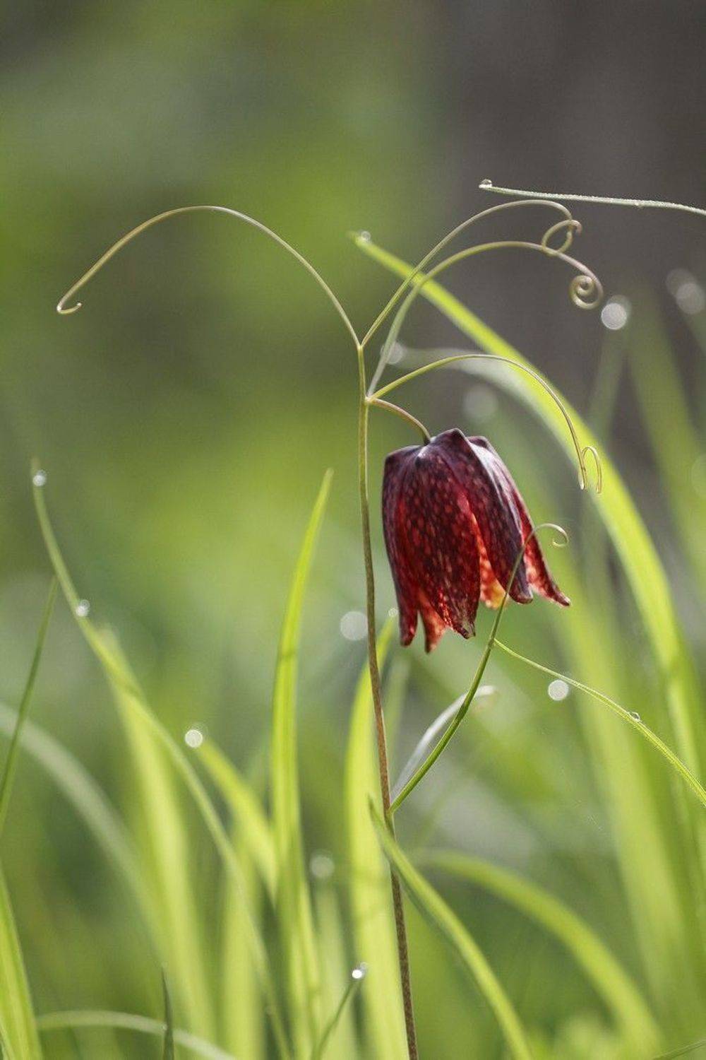 рябчик уссурийский май владивосток, Евгений Слободской
