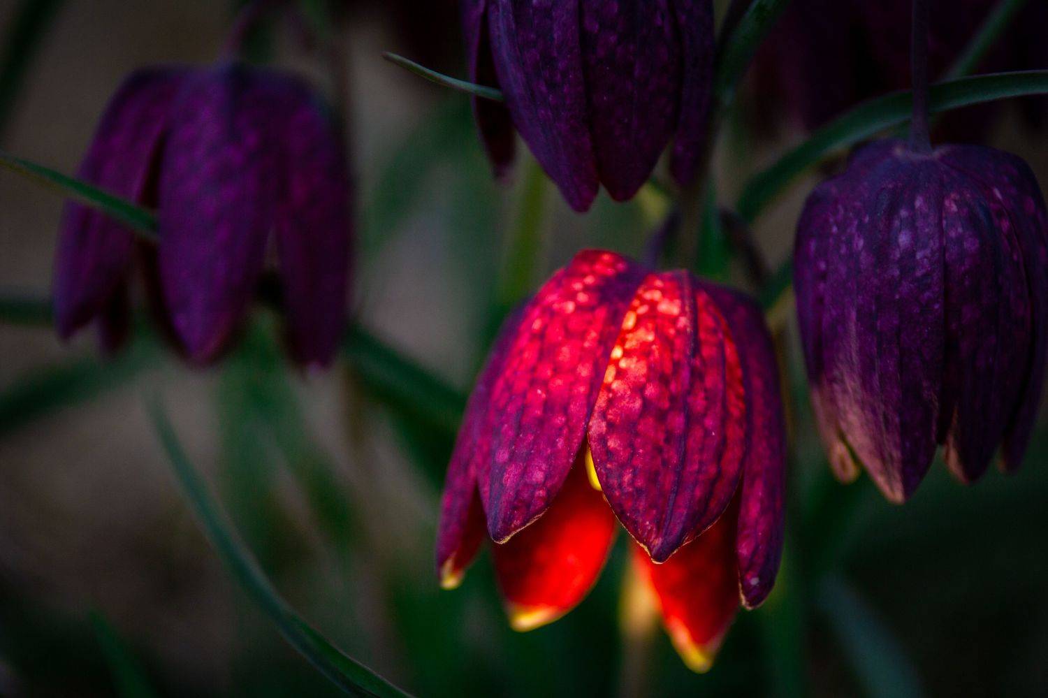 , Сергей Фаренюк