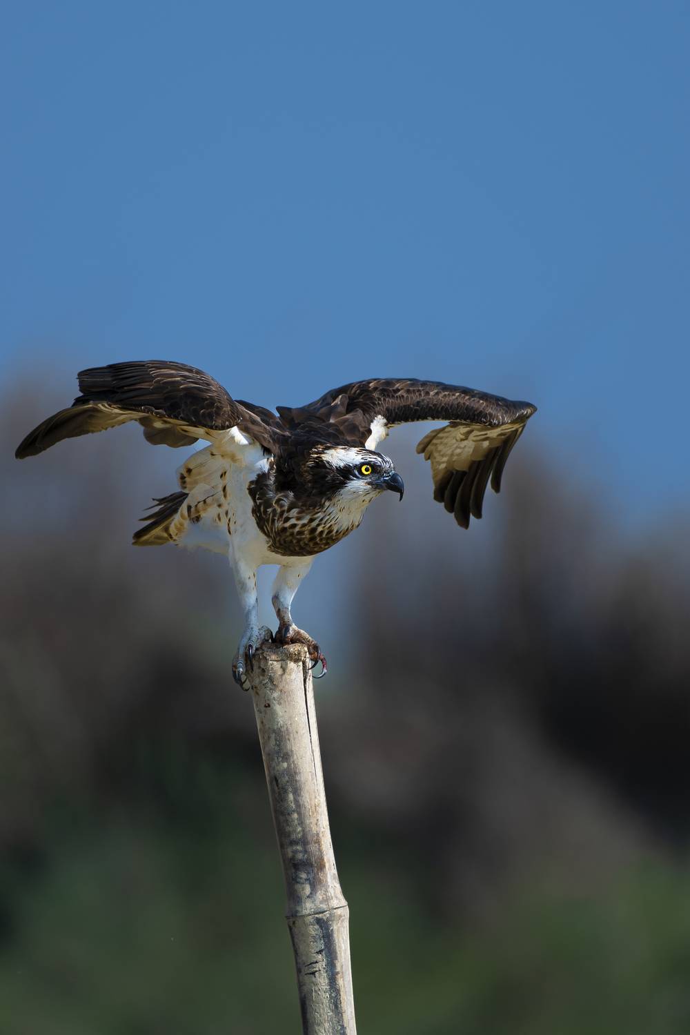 #birdphotography	 #birdsofinstagram	 #wildlifephotography	 #birds	 #naturephotography	 #bird	 #nature	 #wildlife	 #photography	 #birdwatching	 #natgeo	 #photooftheday	 #nikon	 #birding	 #naturelovers	 #canon	 #animals	 #birdlovers	 #travel	 #love	 #bestbi, Diganta Roy