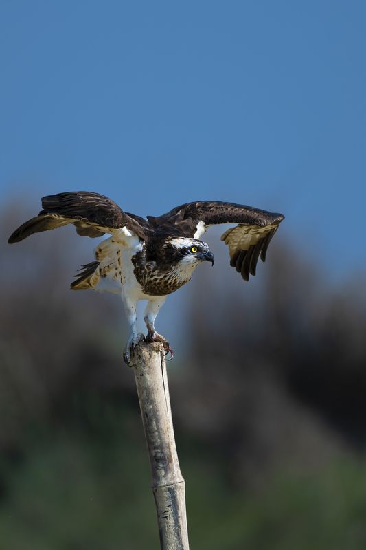 #birdphotography	 #birdsofinstagram	 #wildlifephotography	 #birds	 #naturephotography	 #bird	 #nature	 #wildlife	 #photography	 #birdwatching	 #natgeo	 #photooftheday	 #nikon	 #birding	 #naturelovers	 #canon	 #animals	 #birdlovers	 #travel	 #love	 #bestbi  фото превью