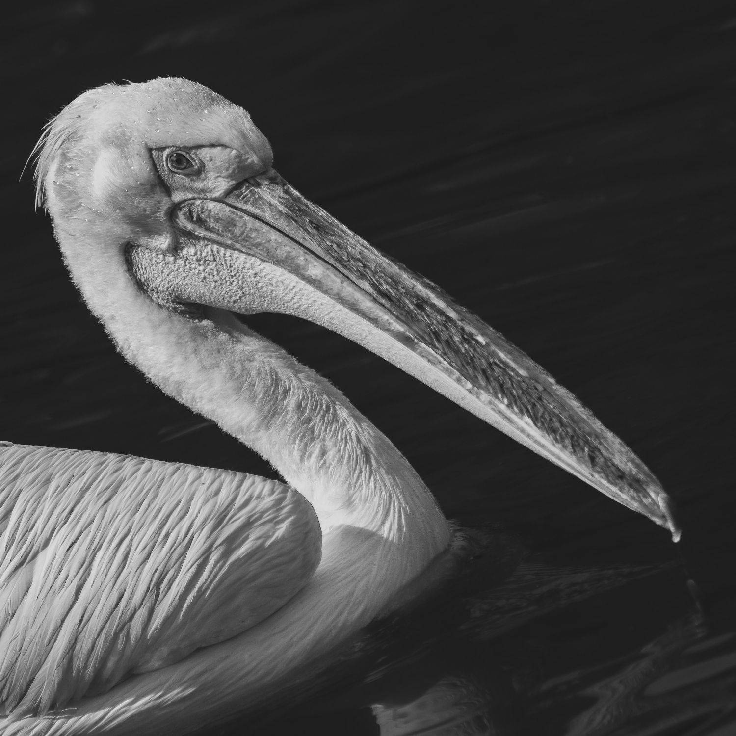 , Юрий Пужалин