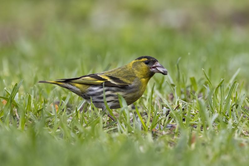 Чиж Добытчик фото превью