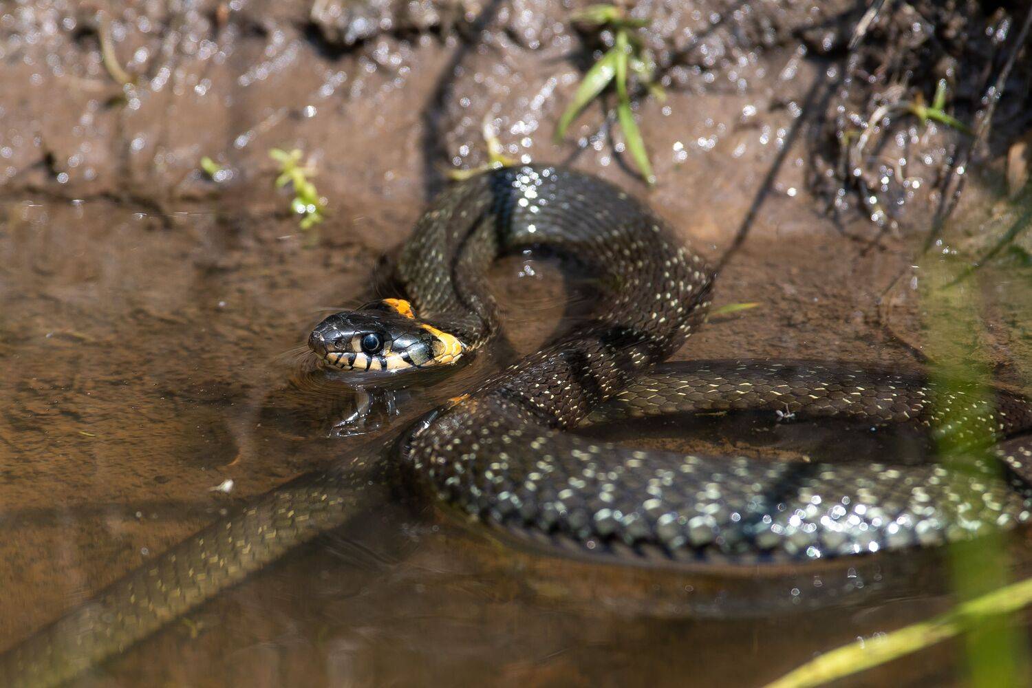 Natrix tessellata, volgograd, russia, wildlife, snake, , Сторчилов Павел