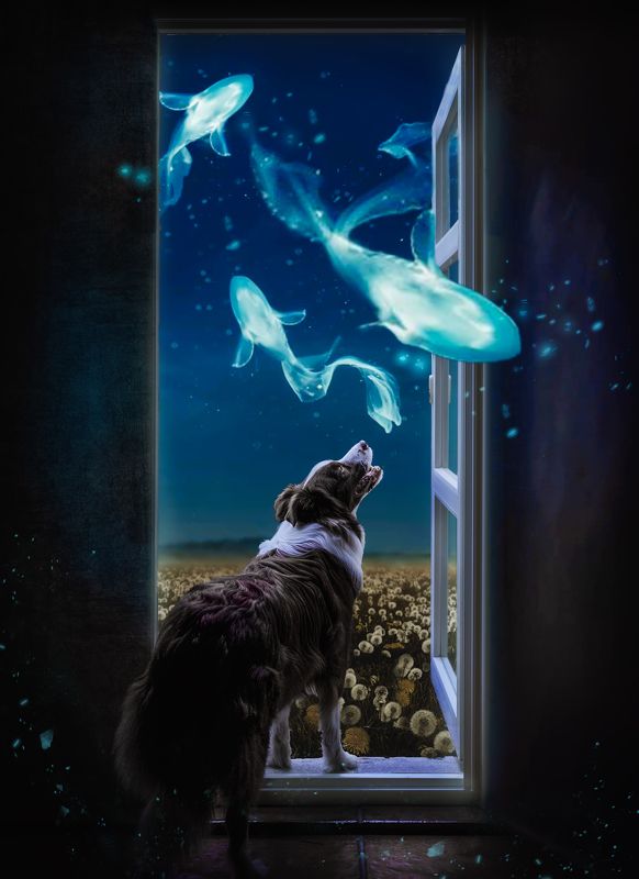 宠物 动物 狗 创意 后期 童话世界 фото превью