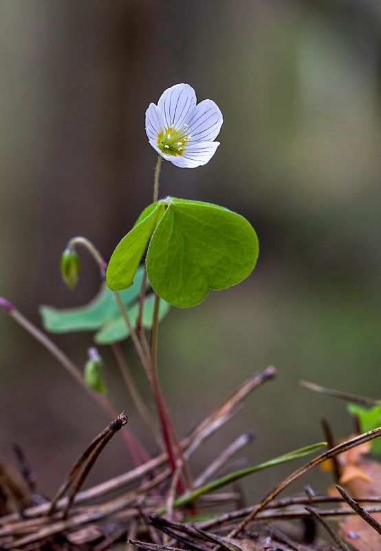 Лесная фея фото превью