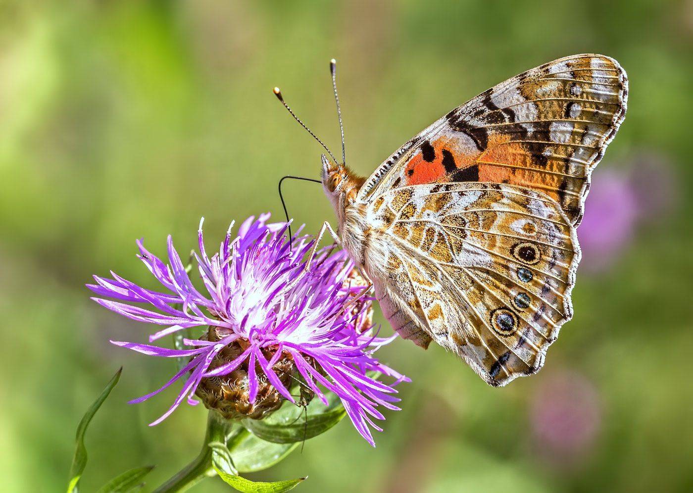 насекомые, бабочка,нимфалида, репейница, чертополоховка, лето, Борис Новиков