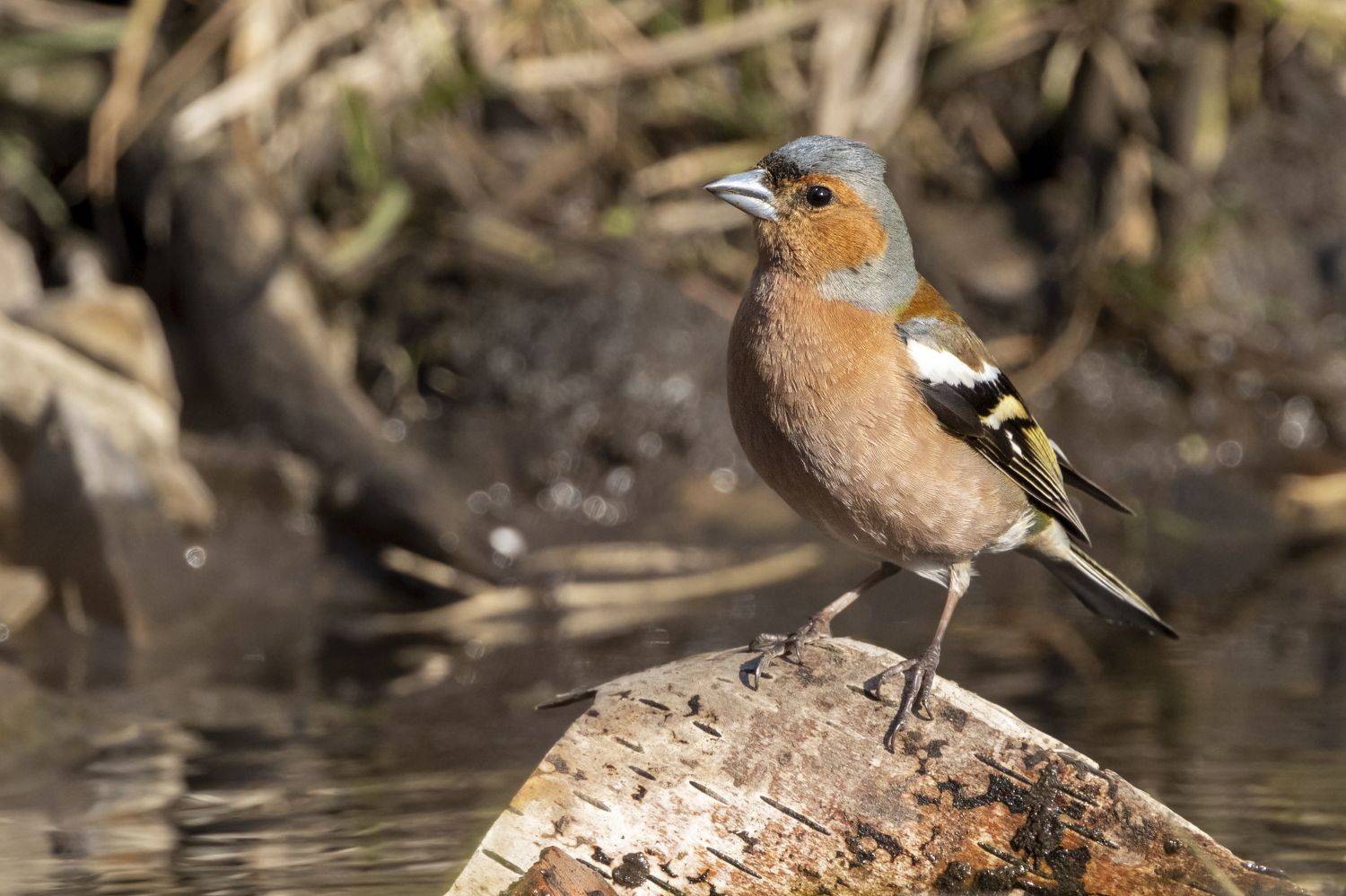 , Щепанов Дмитрий