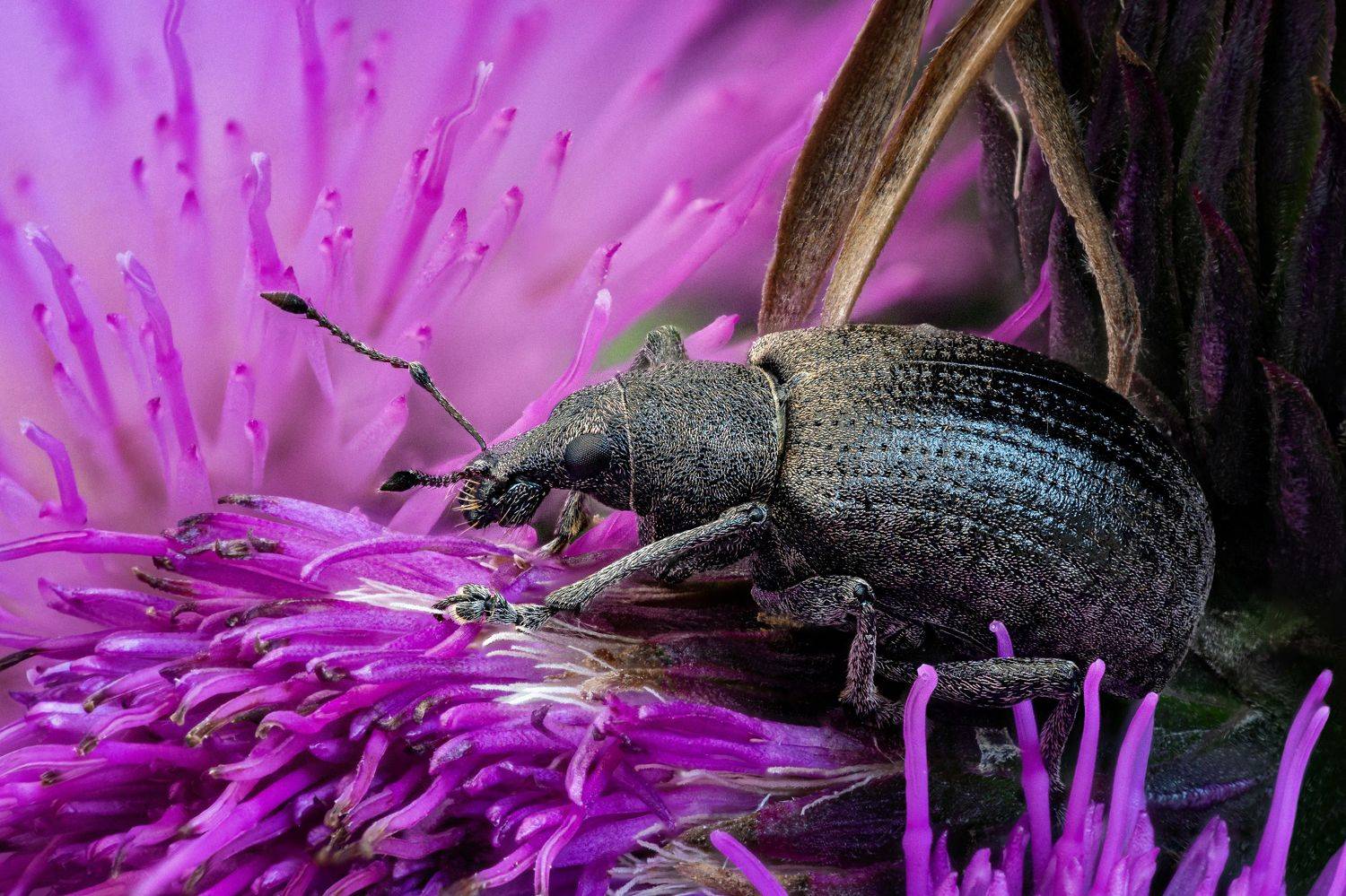 , Антон Финевич