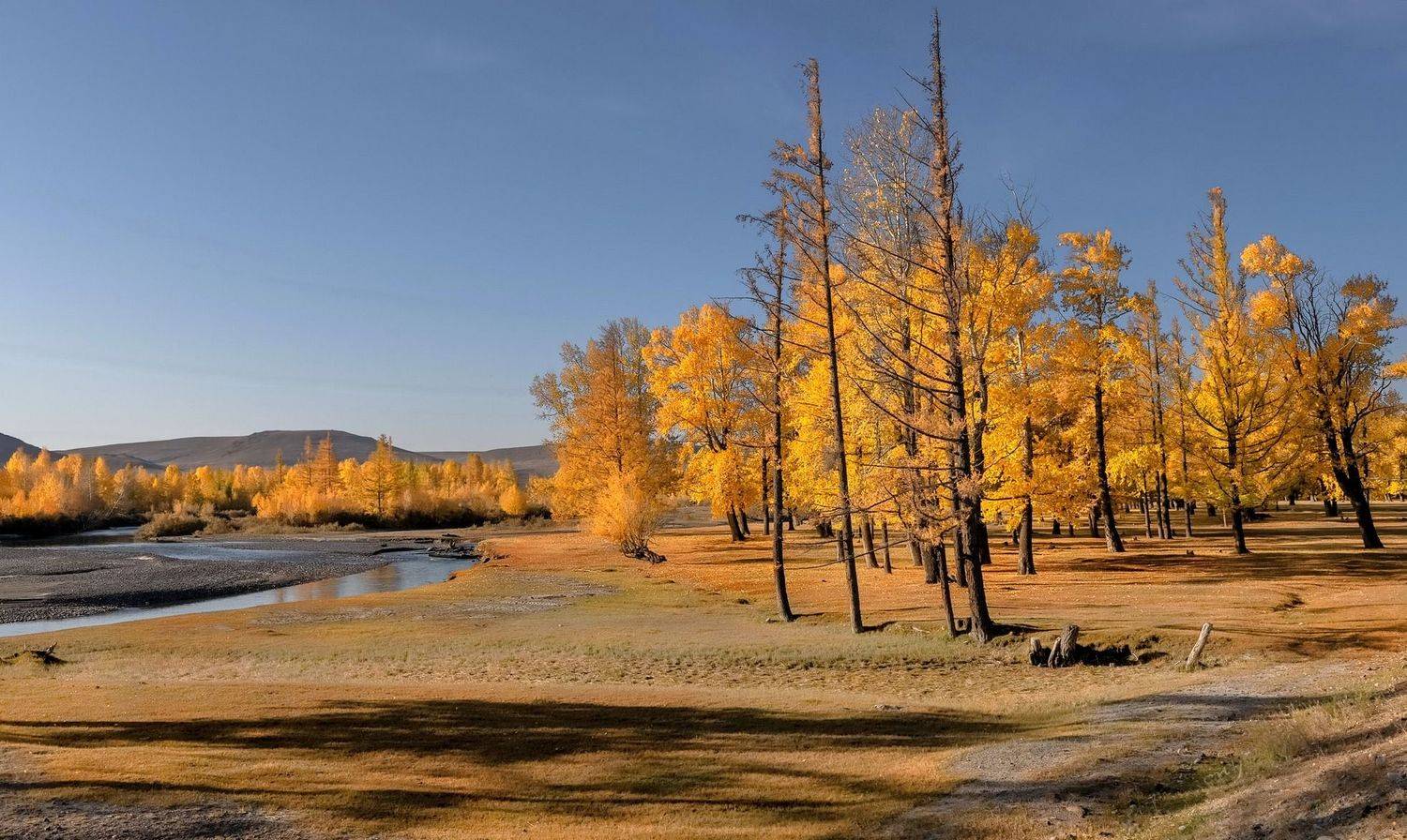 алтай, тополя , осень, роща, Фомина Марина