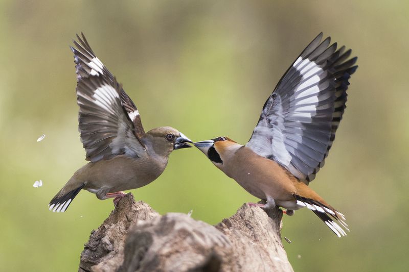 Ухаживание фото превью
