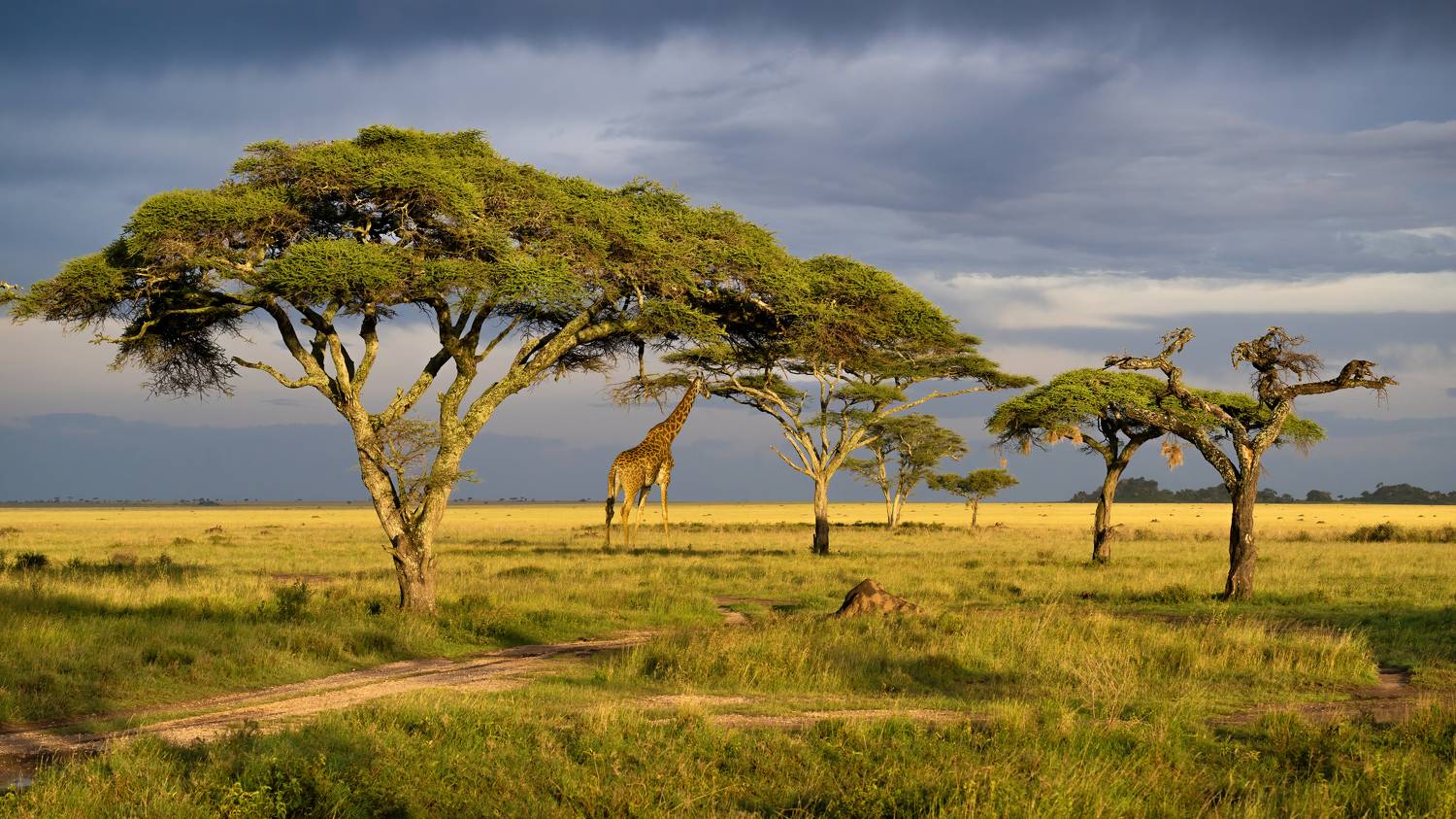 , Николай Мозгунов