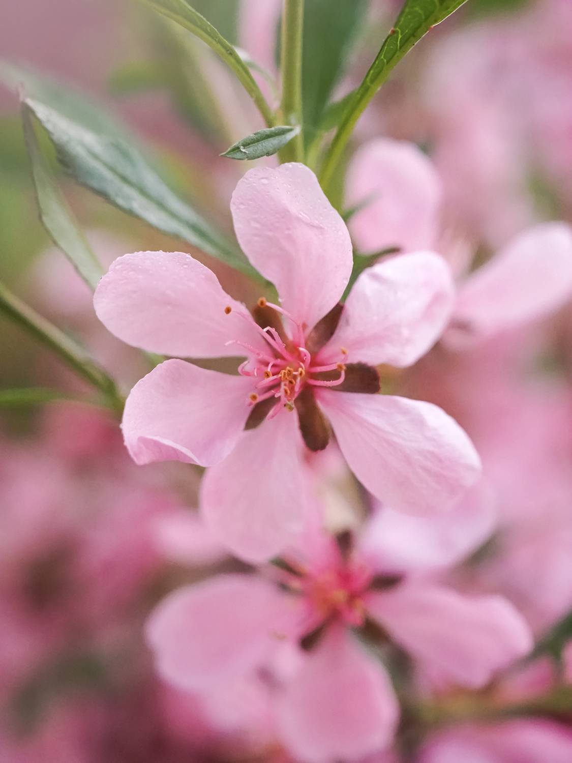 , Сергей Калёв