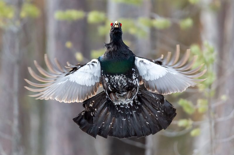 Подскок глухаря. фото превью