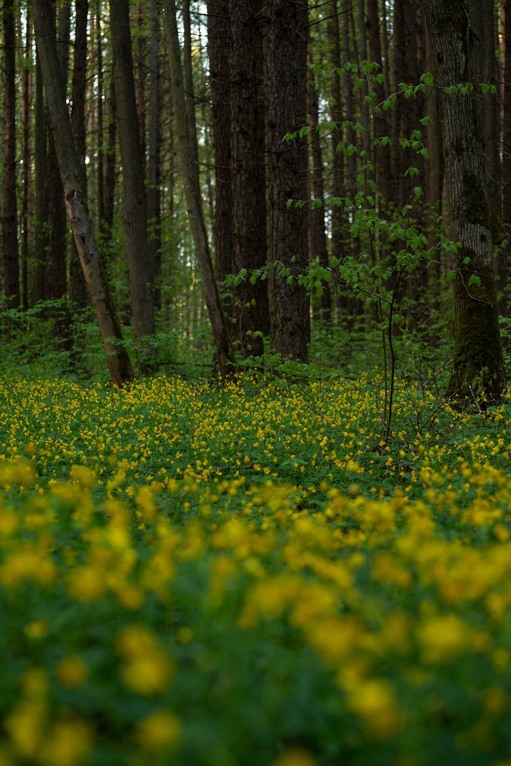, Стрельцов Виталий