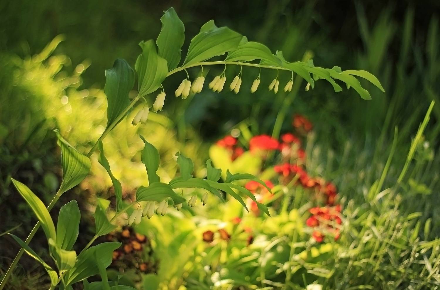 , Лайко Марина