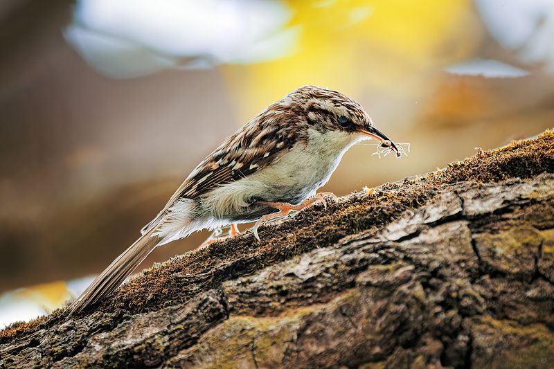 Eurasian treecreeper, birds, wildlife, nature,  Eurasian treecreeper фото превью