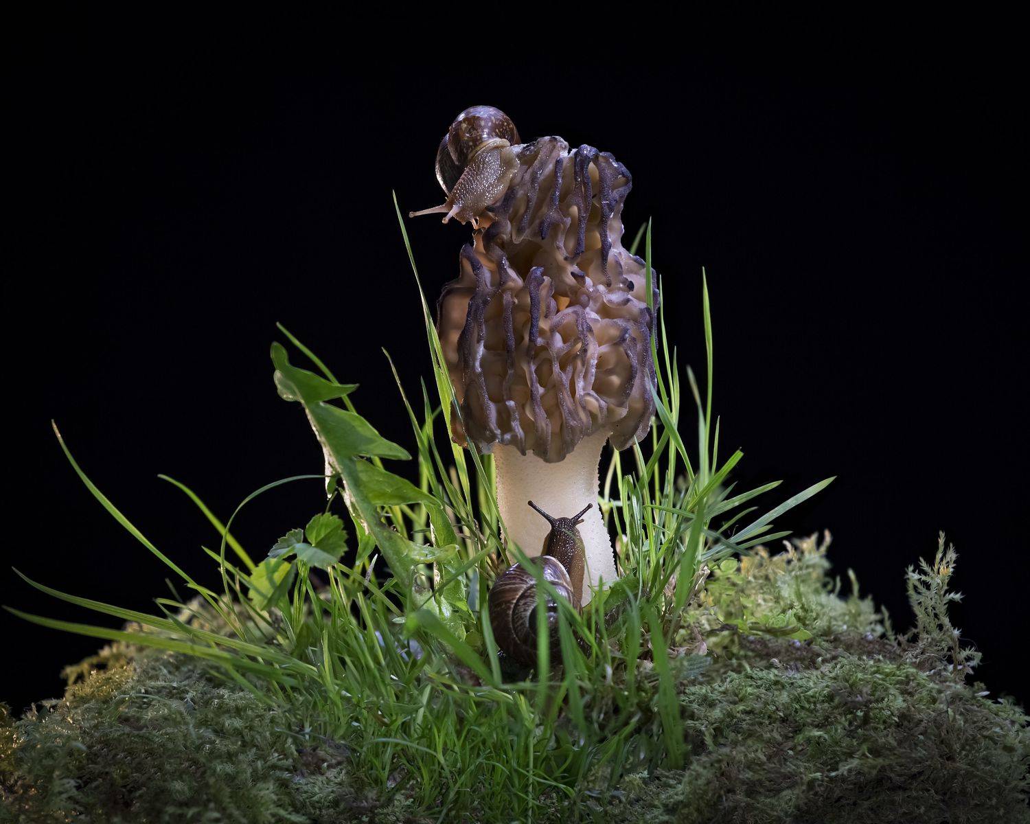 , Черновол Валентин