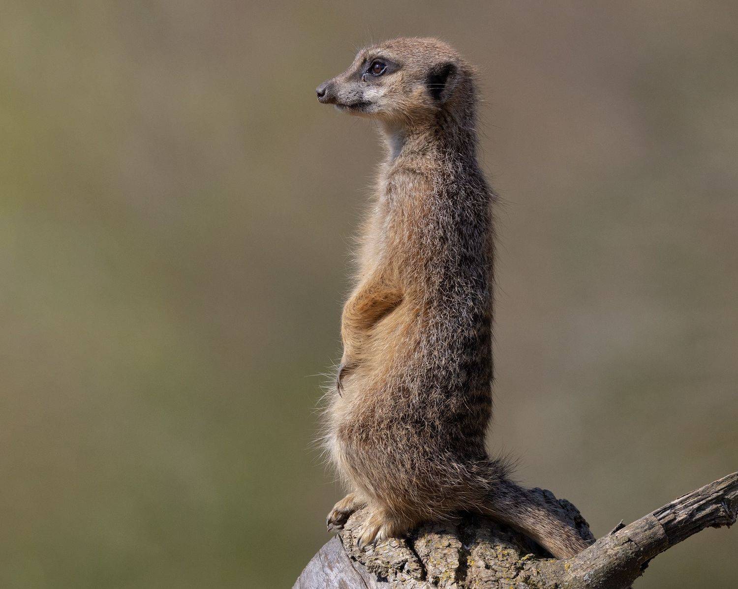 meerkat, animals, canon, wildlife, MARIA KULA