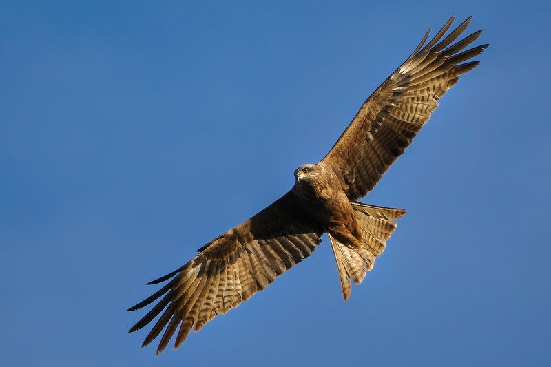 В активном поиске фото превью