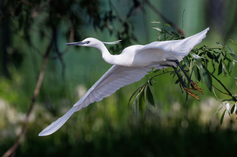 Little Egret фото превью