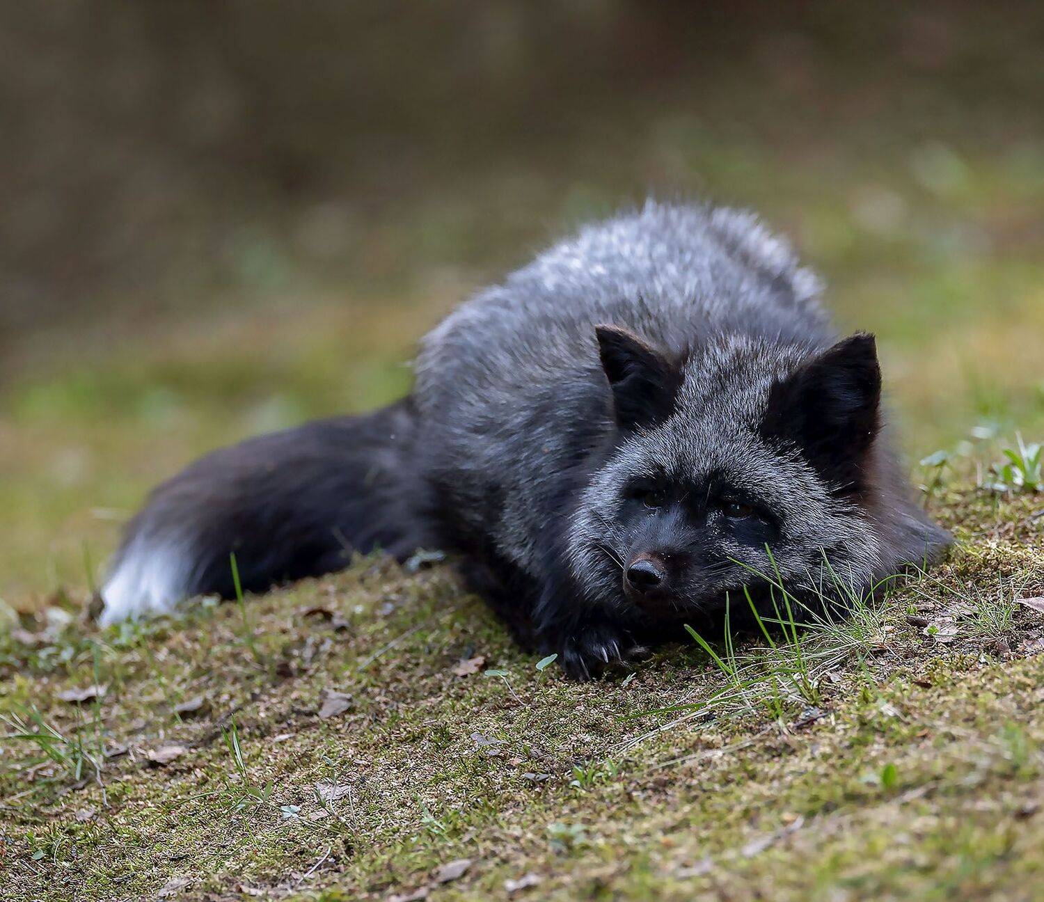 лиса, чернобурая, красотка, весна, fox, beautiful, spring, nature, Стукалова Юлия