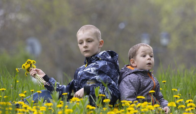 Одуванчики фото превью