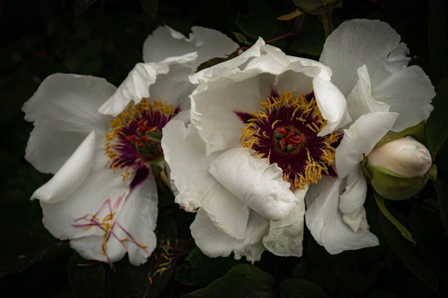 , Максимова Дария