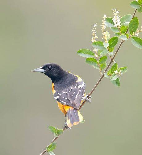 Baltimore Oriole. Балтиморская Иволга
