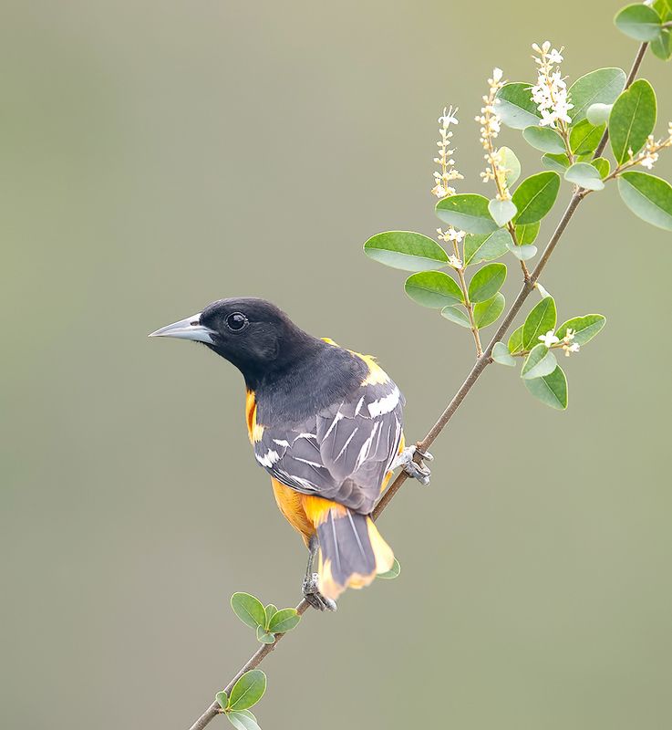 иволга, трупиал, baltimore oriole, oriole, весна Baltimore Oriole. Балтиморская Иволга фото превью